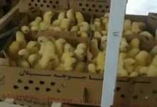 دخالت سازمان بازرسی در تخریب روزانه جوجه های روزمره