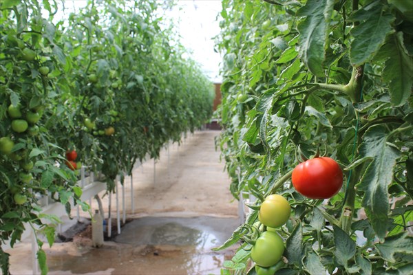 تخصیص 13،000 متر مربع زمین در دانشگاه اسلامی رفسنجان در آزاد برای کشت گوجه فرنگی و گوجه فرنگی