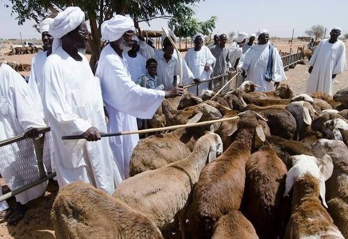 فروش کوپن دام قربانی در مکه شروع شد