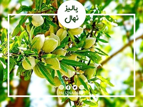 تاثیراتی که چغاله بادام زرد شده روی کیفیت محصول می‌گذارد