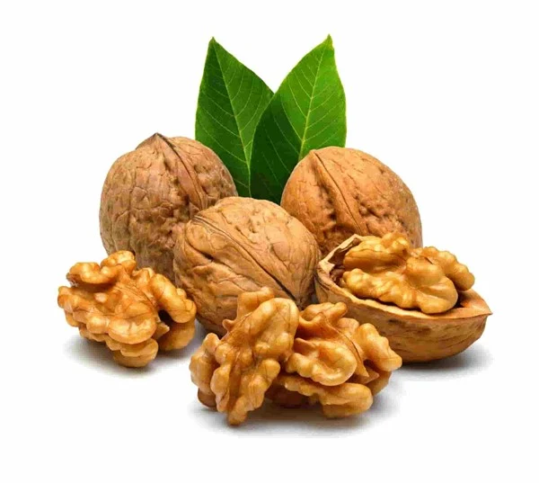 علائم و بررسی دقیق قرمز شدن برگ درخت گردو علائم و بررسی دقیق قرمز شدن برگ درخت گردو