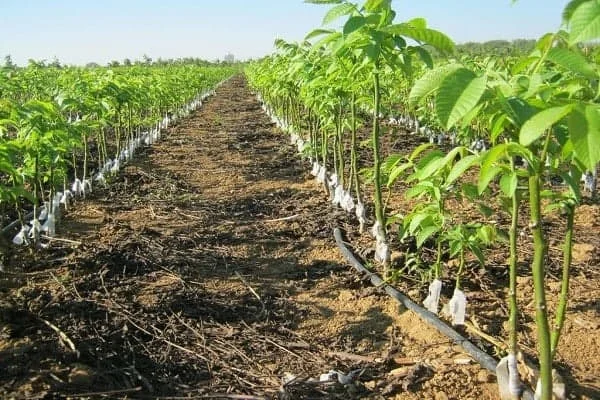 آبیاری درخت گردو در تابستان