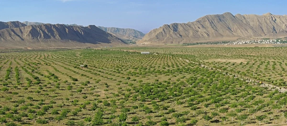 بزرگترین باغ گردوی جهان در شهمیرزاد