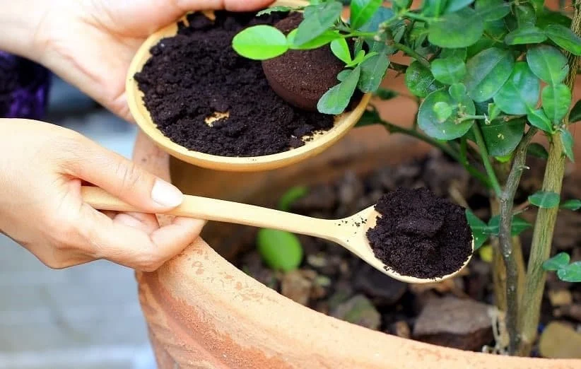خاکستر برای درخت بادام