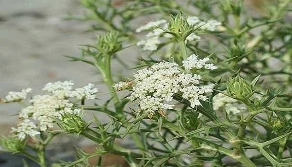 خواص گیاه دارویی کالمه