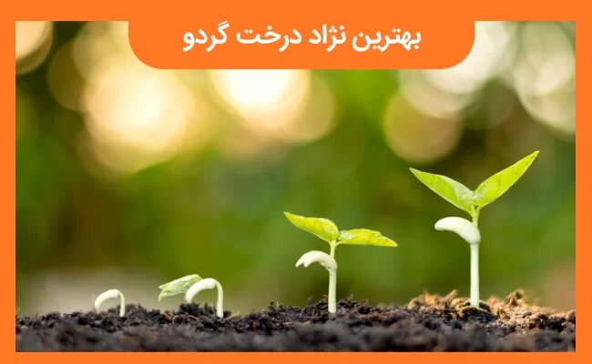 باغدار حرفه‌ای نهال گردو را با چه روشی خریداری می‌کند؟