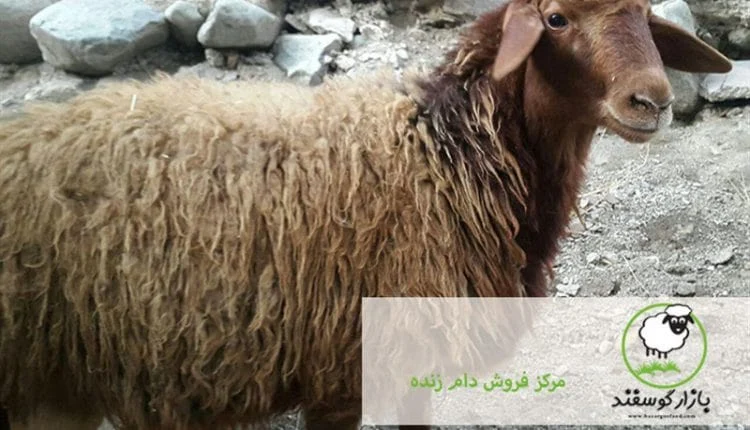 میانگین وزن گوسفندان ایرانی