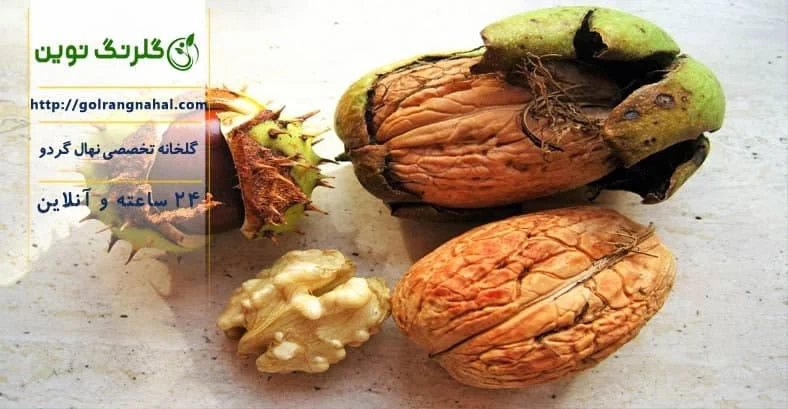 چرا برگ نهال گردو سیاه می شود؟