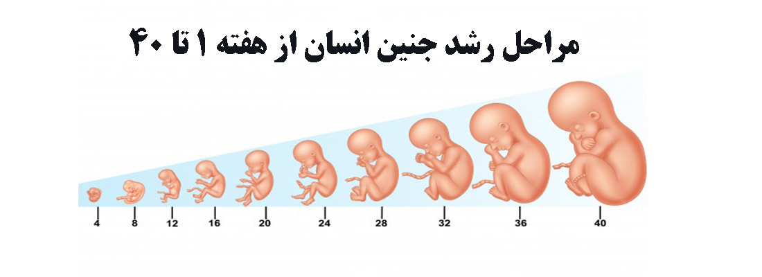 Fetus-weighing-table-during-pregnancy