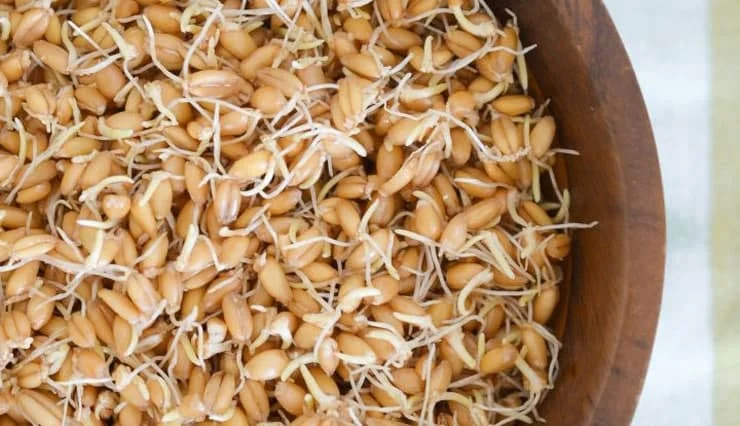 طریقه مصرف جوانه گندم با آب