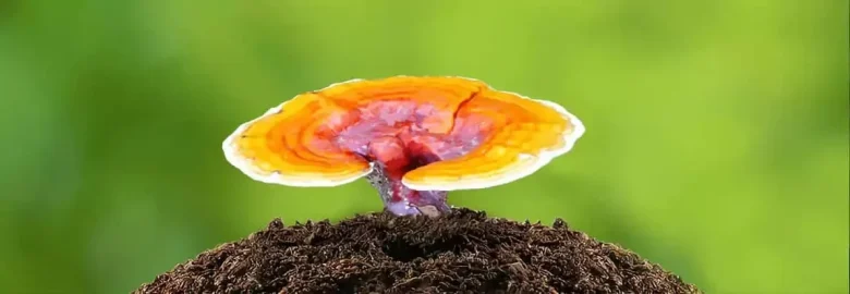قهوه گانودرما و زگیل تناسلی