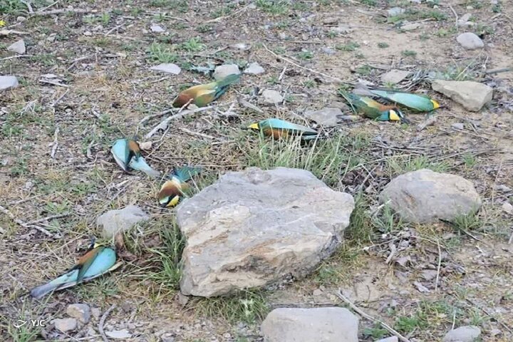 عاملان مرگ پرندگان زنبورخوار در ارسنجان دستگیر شدند
