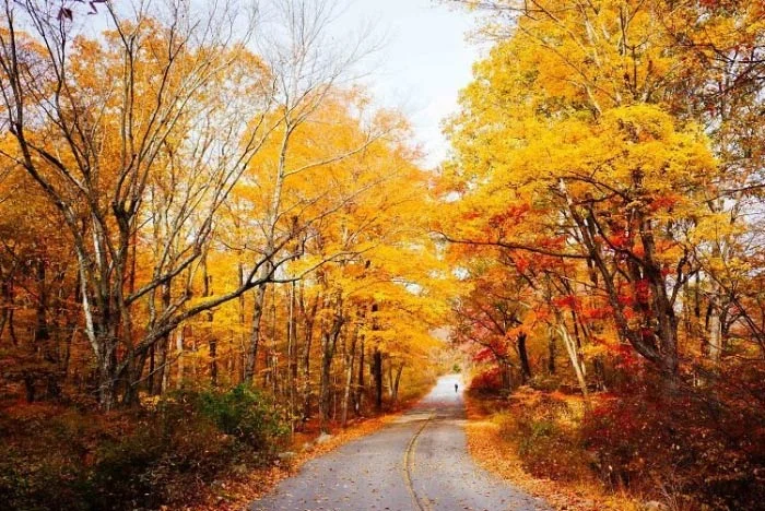 راهنمایی برای گردشگری پاییزی در ایران با خودروهای اجاره ای راهنمایی برای گردشگری پاییزی در ایران با خودروهای اجاره ای