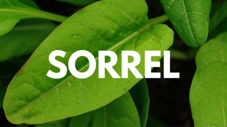 سورل Sorrel