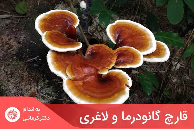 قهوه گانودرما برای لاغری
