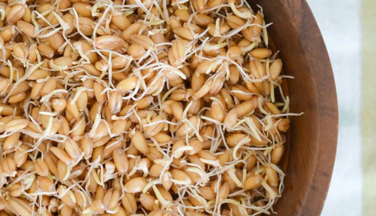 طریقه مصرف جوانه گندم با آب طریقه مصرف جوانه گندم با آب